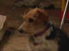 sunsetbeachep010023jz5.jpg (16756 octets)